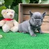 REGALO BULLDOG FRANCES CACHORROS